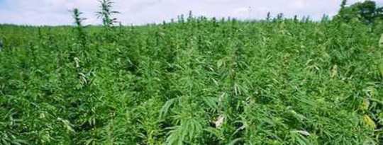 About Cannabis: Its Role in Herbal Medicine, Politics, Science, and Culture About Cannabis: Its Role in Herbal Medicine, Politics, Science, and Culture